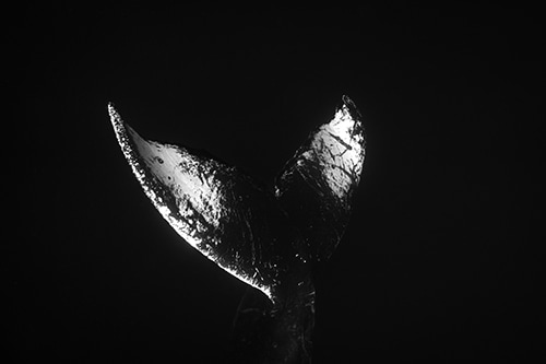 HERITAGE 篠宮龍三